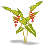 heliconia